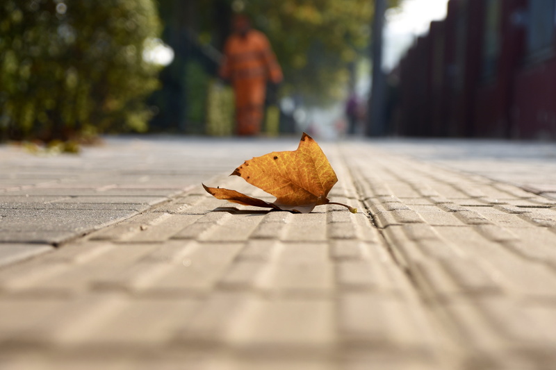 maple, akiba, animal themes, surface level, tree, dry, the way forward, 5K, close-up, sunlight, plant part, no people, leaf, autumn, rather critical, animal