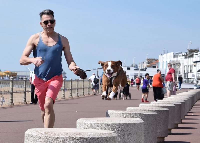 front view, one animal, day, blocks, domestic animals, run, real people, shorts, brown, mammal, dog walker, animal, men, sunlight, running, blue, vertebrate