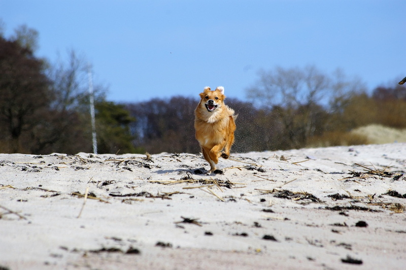 beach, 2K, winter, domestic animals, nature, no people, canine, joy, domestic, run, animal themes, vertebrate, animals in the wild, mammal, animal, day