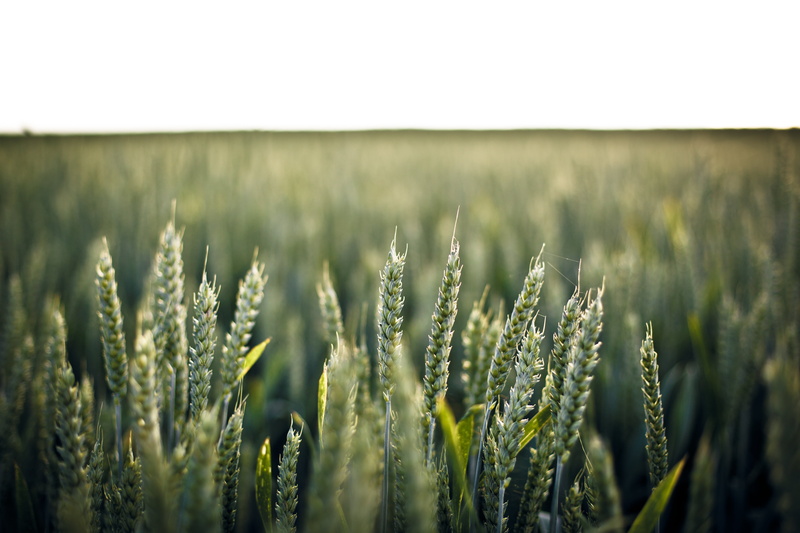 plant, rural scene, beauty in nature, blur, 5K, field, environment, cereals, green, focus, day, grain, sky, royalty  images, no people, agriculture, wheat