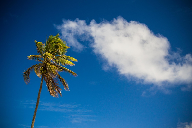 no people, nature, summer, beauty in nature, tranquility, sky, leaf, palm leaf, tropical tree, scenics - nature, blue, palm Tree, beach, cloud - sky, coconut palm tree