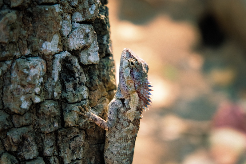 ground, outdoors, animal, reptile, gray, one animal, cliff, lizard, finger, insect, animal wildlife, nature, animal themes, textured, trunk, green lizard