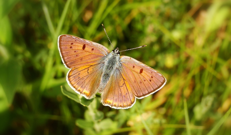 brown, focus on foreground, butterfly, invertebrate, animal, animal themes, moth, blossom, flower, no people, open wings buttlerfly, animal wildlife, 2K