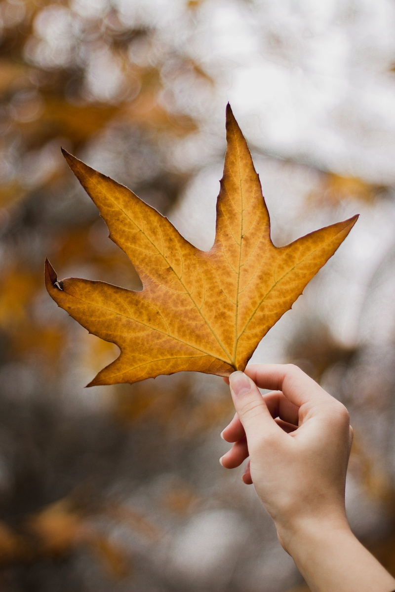 maple leaf, hand, invertebrate, unrecognizable person, human, 5K, united states, person, body part, holding, leaf, fall, pollen, plant, tree, fungus, ample