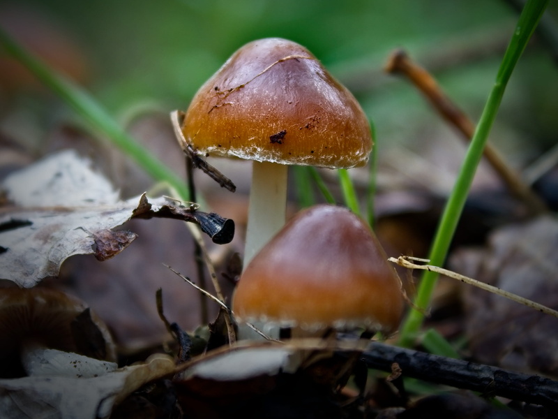 nature, mushroom, no people, rainforest, healthy eating, food and drink, focus on foreground, animal, outdoors, plant, growth, fungus, day, field, amanita