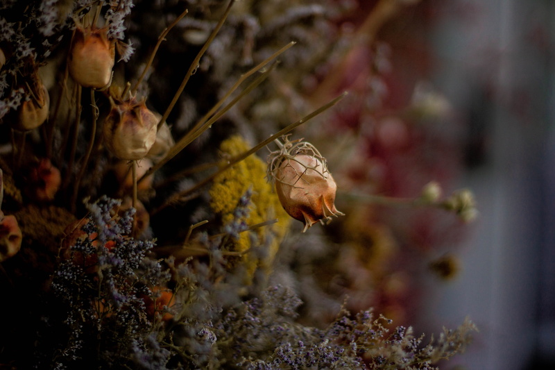 plant, focus, no people, pollen, one animal, petaled, sea, arachnid, selective, bee, moss, photography, close-up, animal, animals in the wild, nature, figurine
