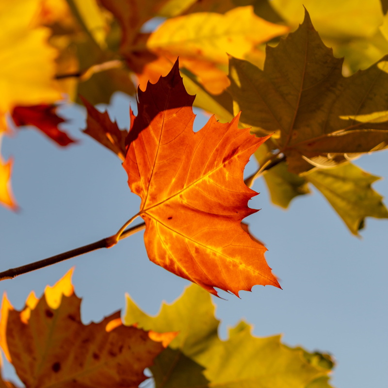 nature, veins, animal, green, plant part, maple, leaves, maple leaf, day, suit, photography, clothing, insect, change, focus on foreground, outdoors, tree