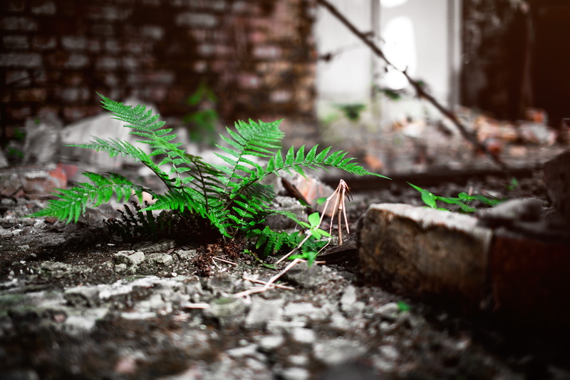 day, built structure, lost place, focus, vegetation, brick wall, close-up, selective, tree, outdoors, room, plant, conifer, fir, selective focus, architecture