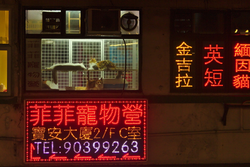 night, monitor, sign, information, cats, building, telephone, 4K, screen, communication, outdoors, architecture, script, western script, display, urban