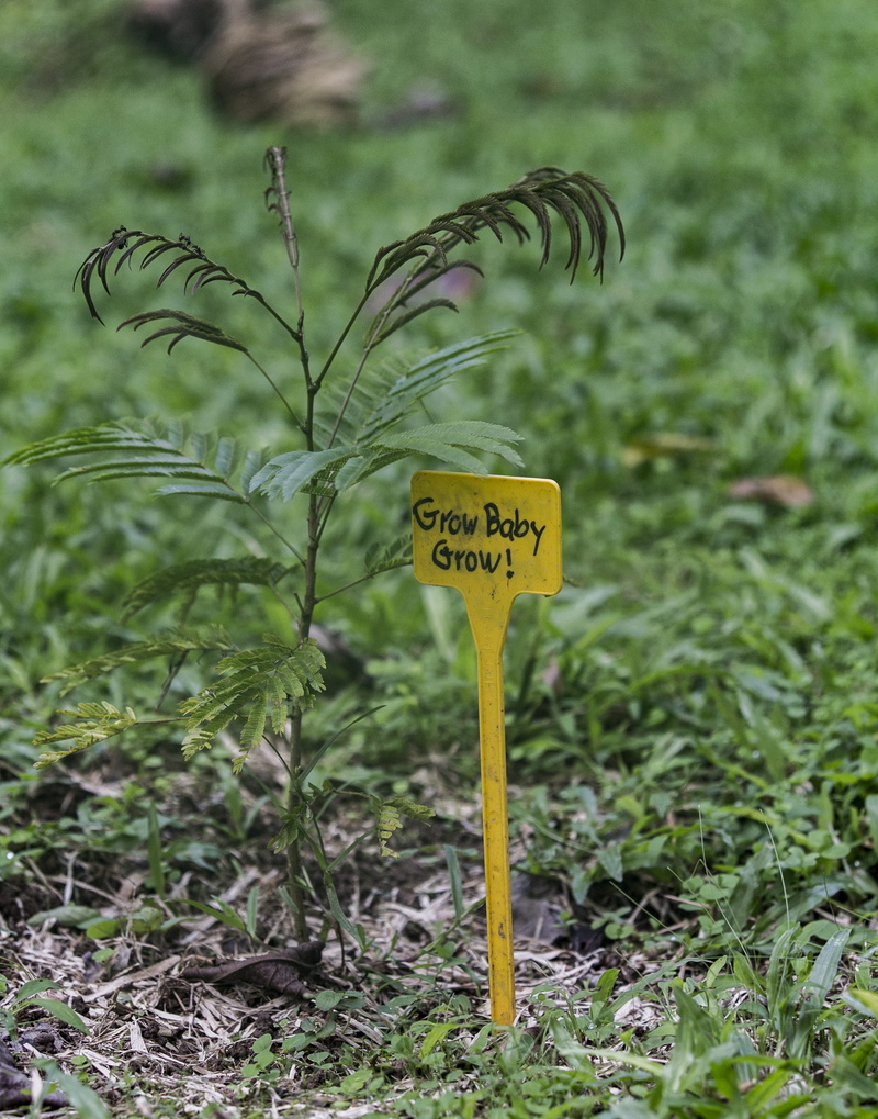 grow, warning sign, land, reforesting, yellow, no people, information, close-up, field, planting, focus on foreground, 4K, grow baby grow, cost rica, costa rica