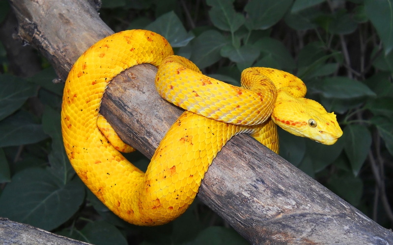 Viper, Reptiles, 1080P, Eyelash Viper, Snake