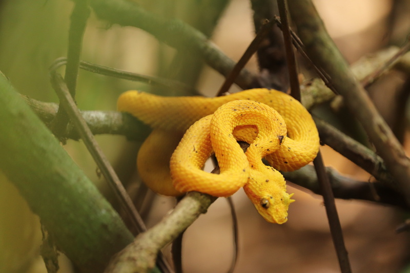 growth, toxic, viper, no people, eyelash pit viper, 5K, beauty in nature, outdoors, flowering plant, flower, day, dangerous, leaf, costa rica, close-up