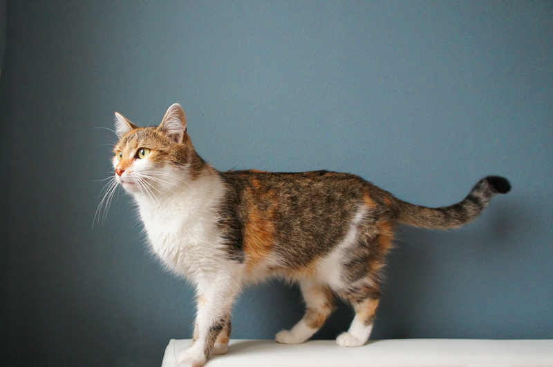 brown, no people, tabby, sitting, animal themes, blue background, at home, whisker, feline, wall, domestic Animals, animal, profile view, domestic, cute