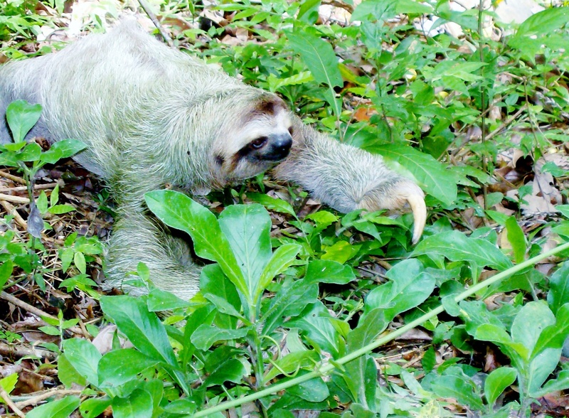 cost rica, outdoors, animal, animal wildlife, relaxation, plant, leaves, land, sloth, nature, one animal, no people, animal themes, animals in the wild