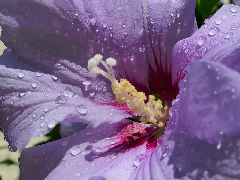 growth, rain, violet, nature, flower head, close-up, inflorescence, pistil, garden, 4K, hibiscus, yk, purity, water, dew, flowering plant, beauty in nature