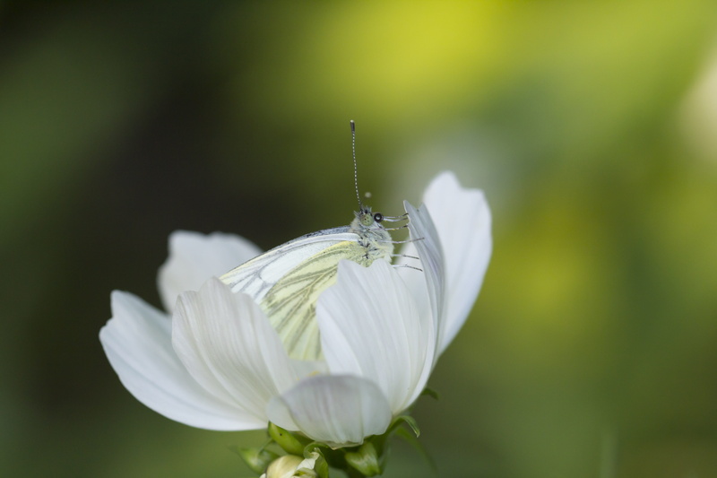 flower head, desktop backgrounds, pollination, white color, invertebrate, mac, no people, fragility, focus, macro, butterfly - insect, animals in the wild
