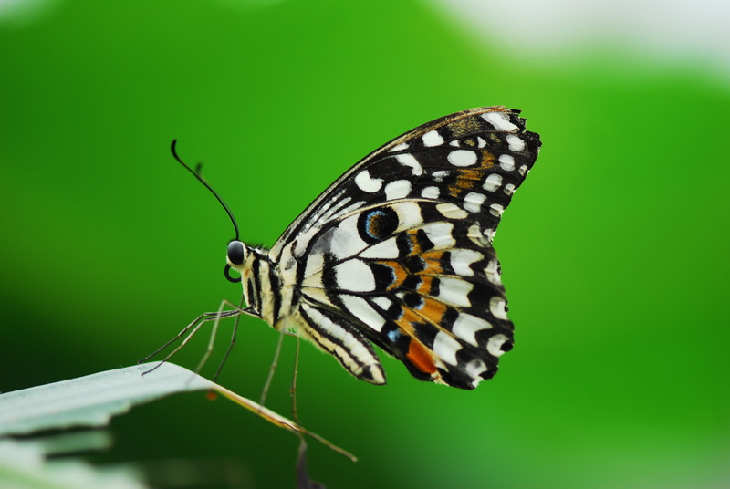 butterfly, common, nature, 4K, animals in the wild, close, animal wildlife, wing, animal wing, photography, no people, fragility, green, bright, lime