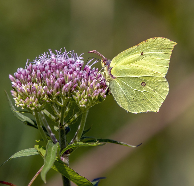 graceful, beauty in nature, butterfly, green color, yellow, no people, insects, 2K, outdoors, close-up, flower, bug, petal, inflorescence, brimstone, flower head