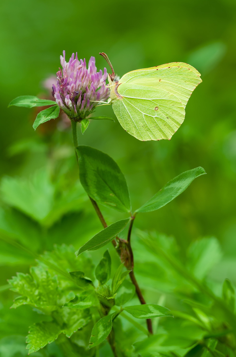 insect, pollination, leaf, gonepteryx rhamni, 4K, flower head, photography, males, animals in the wild, close-up, plant part, flower, perched, flowering plant