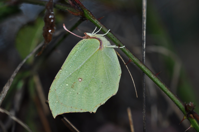 animal themes, bug, focus on foreground, insects, winter, drop, 4K, wet, rain, brimstone, invertebrate, water, nature, leaf, butterfly, close-up, growth