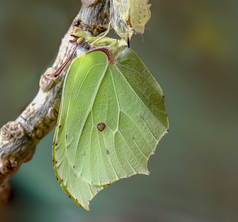 plant, yellow, nature, butterfly, 2K, twig, bug, outdoors, green color, beauty in nature, selective focus, insect, graceful, wilted plant, brimstone, outdoor