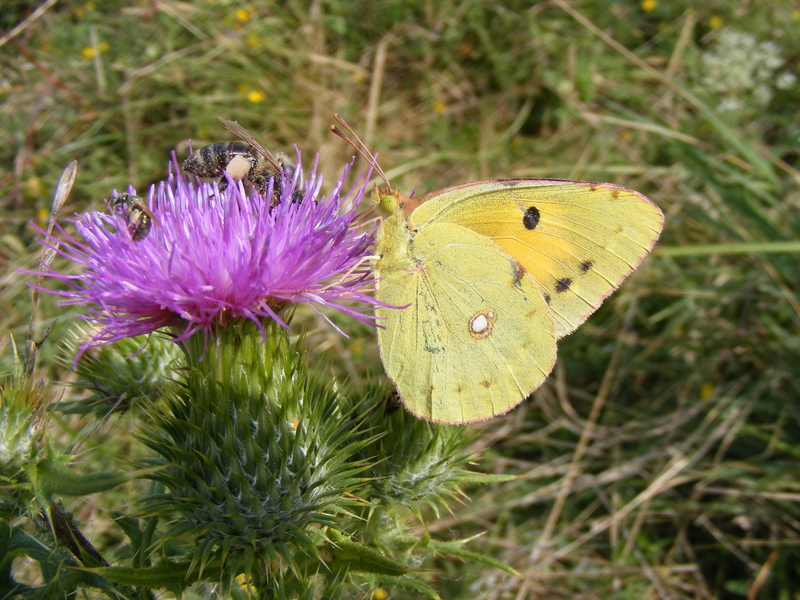 insecta, butterfly, animal wing, freshness, animals in the wild, flowering plant, insect, grass, pollination, green, invertebrate, plant, nature, no people