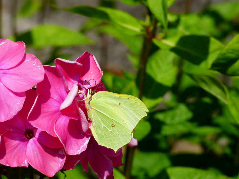 Brimstone, freshness, pink flower, petal, Bug, plant, vulnerability, no people, inflorescence, pink color, butterfly, 4K, green color, brimstone, flower head