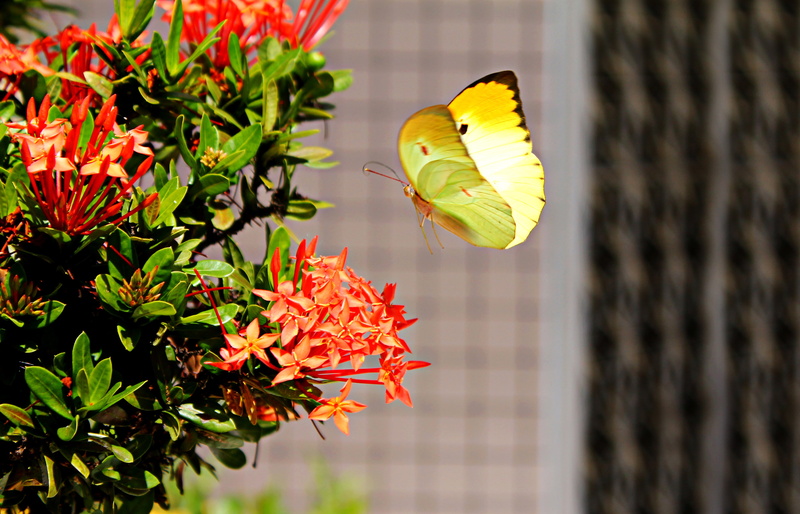 fly, flower head, close-up, fruit, daytime, beauty in nature, day, wings, plant part, sulfur, plant, colorful, animal, dom, red, no people, animal wildlife