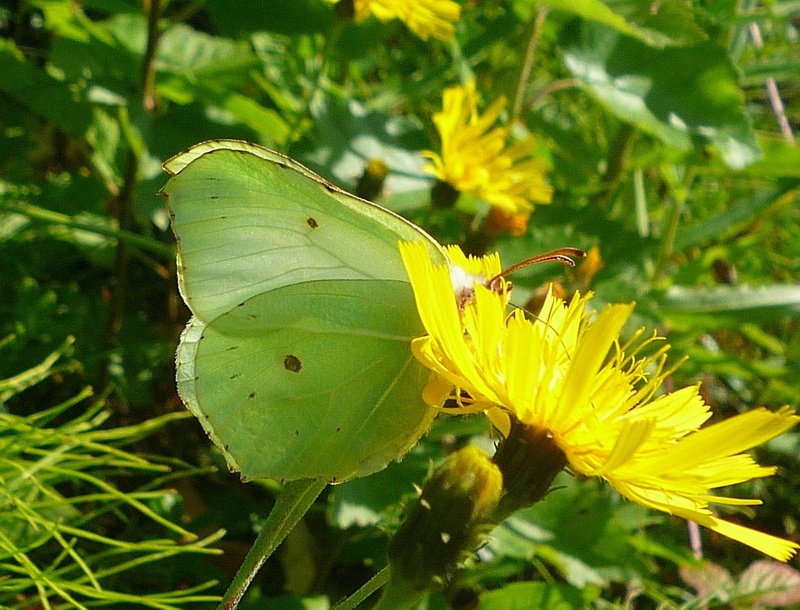 plant, 720P, beauty in nature, green color, one animal, pollination, flower head, flying, no people, animals in the wild, animal, animal wing, outdoors