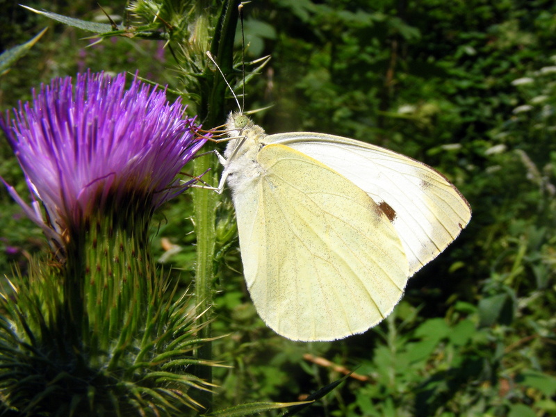 no people, insecta, petal, close-up, inflorescence, brimstone, plant, flowering plant, butterfly - insect, Butterfly, freshness, pollen, beauty in nature