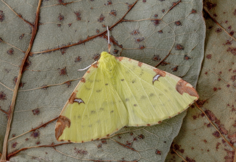 dry, day, plant part, pattern, wildlife, wings, outdoors, leaf, brimstone-moth, antenna, summer, nature, autumn, 5K, vulnerability, insect, yellow, leaves