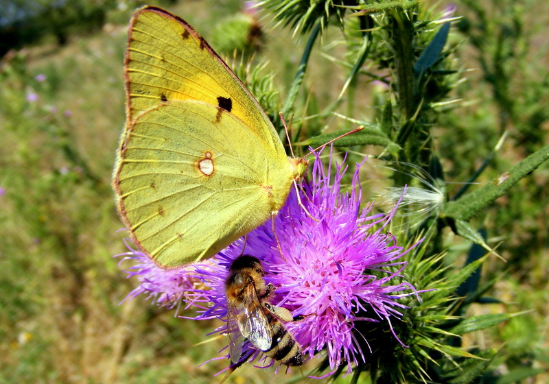 beauty In Nature, close-up, purple, pollination, focus on foreground, flower, green, one animal, flower head, green Color, Brimstone Butterfly, 2K, butterfly