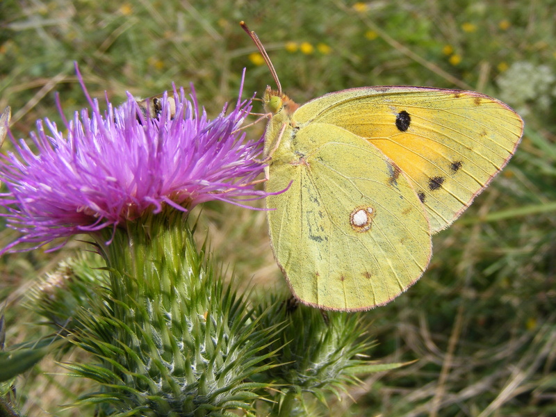flower, nature, animal themes, animals in the wild, outdoors, one animal, insect, purple, no people, brimstone butterfly, animal wing, invertebrate, growth