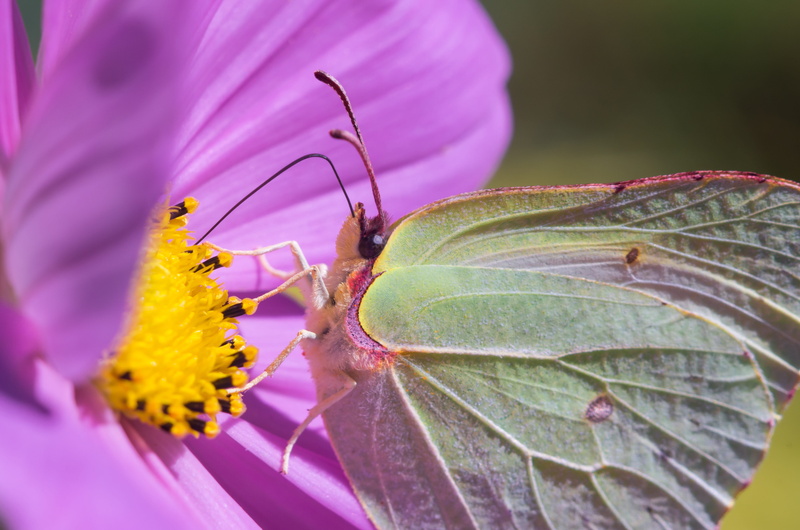 4K, netherlands, wings, springtime, beauty in nature, animals in the wild, one animal, butterfly - insect, animal, leaf, plant, butterfly, flower, animal wildlife
