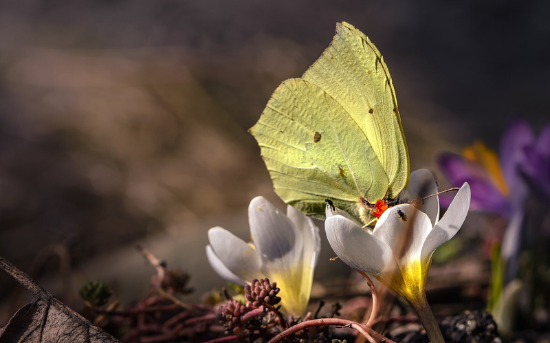 spring, flies, 1080P, flowers, The limonite, Brimstones, butterfly, bokeh, Saffron, Crocuses