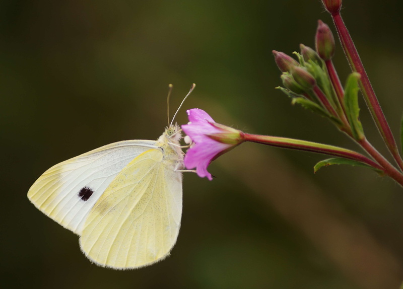 one animal, nature, outdoors, animal, animal wing, butterfly, yellow, moth, insect, close-up, flower head, gonepteryx, brimstone, focus on foreground, animal wildlife