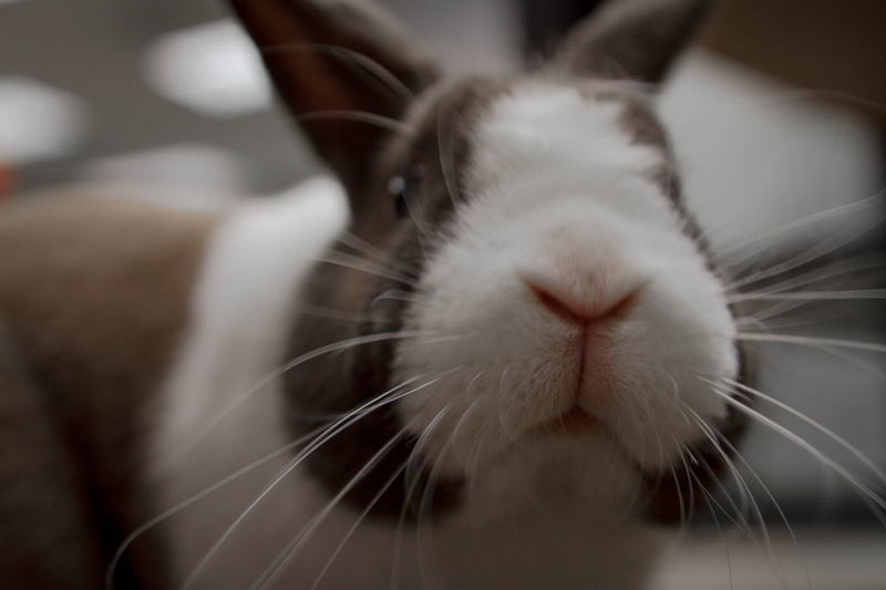 indoors, life, animal wildlife, united states, animal, rabbit - animal, domestic, pets, snout, portrait, rodent, animal head, mammal, happy life, smiling