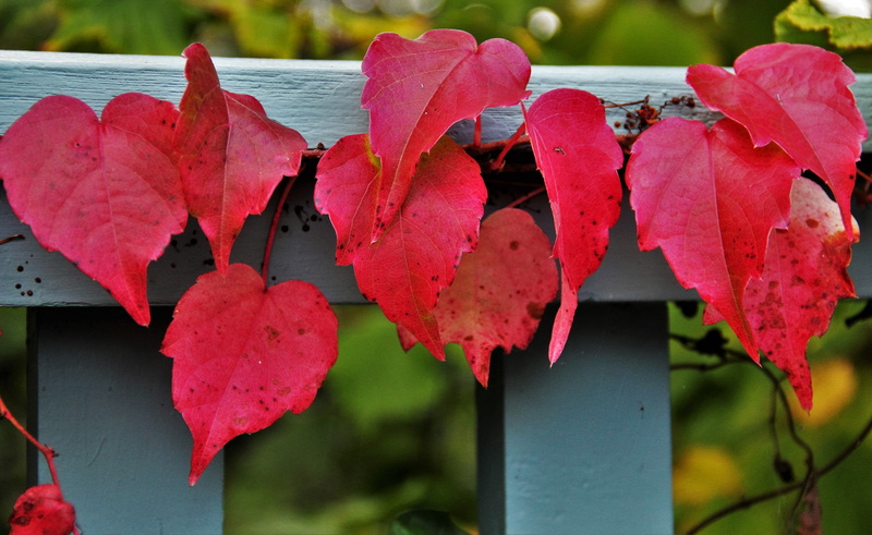 garden, colorful leaves, vine, wine partner, typical autumn, flora, vulnerability, freshness, fall foliage, colors of autumn, fall color, beauty in nature