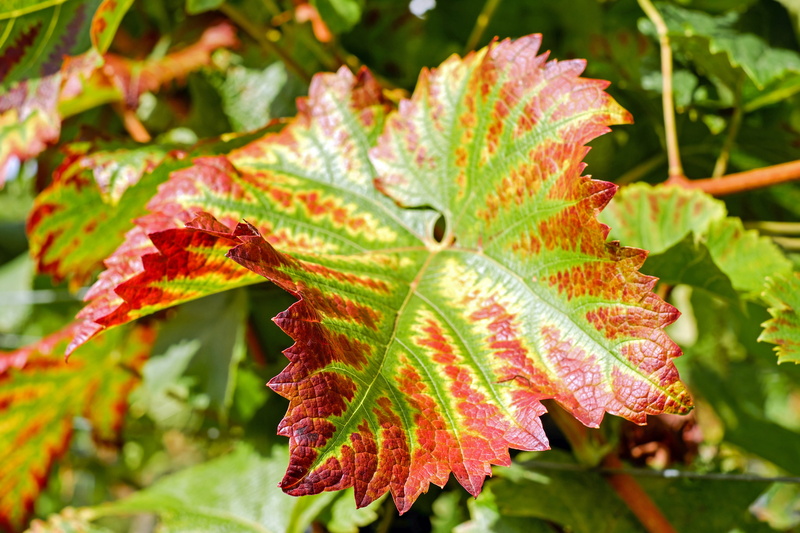 leaf vein, fragility, focus on foreground, no people, autumn, wine leaf, green color, fall color, vulnerability, plant, plants, 4K, vine, autumn mood