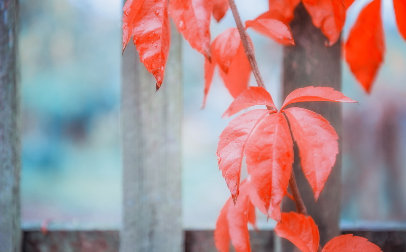 nature, growth, fence, leaves, day, natural condition, wine partner, beauty in nature, autumn, flower, focus on foreground, petal, red, 4K, season, inflorescence