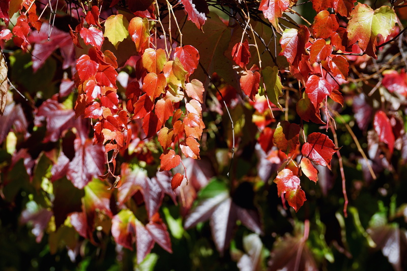 emerge, growth, lighting, flowering plant, vine, rank growths, entwine, food and drink, wine partner, autumn, grape crop, light, plant, red vine leaves