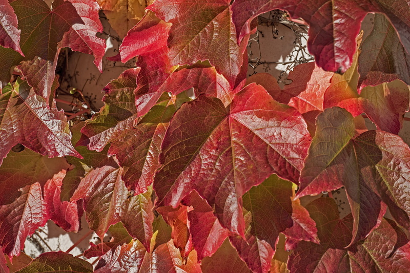 emerge, outdoors, no people, wine partner, day, leaf, multi colored, red foliage leaves, plant part, wild wine vine, bright, entwine, true leaves, fall color