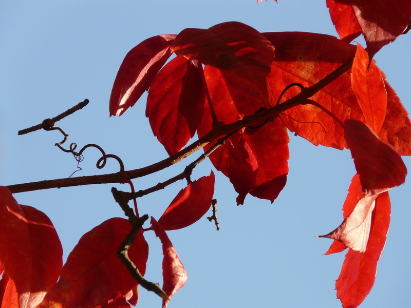 autumn colours, grape crop, plant, rank growths, beauty in nature, vines, tree, whip vine, 2K, entwine, no people, change, growth, outdoors, day, natural condition