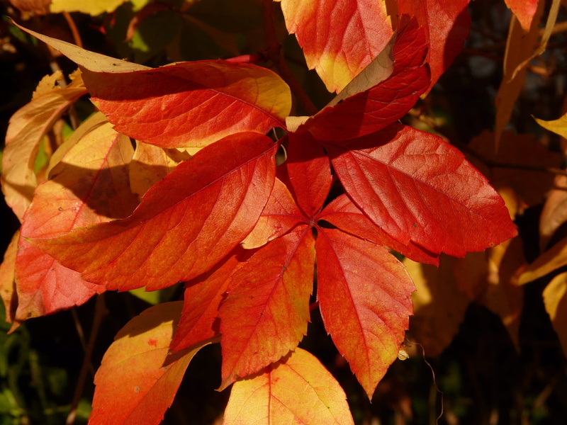 Partner, vulnerability, facade green, 2K, vitis, emerge, Wine, orange color, whip vine, Vine, no people, focus on foreground, flower head, growth, autumn