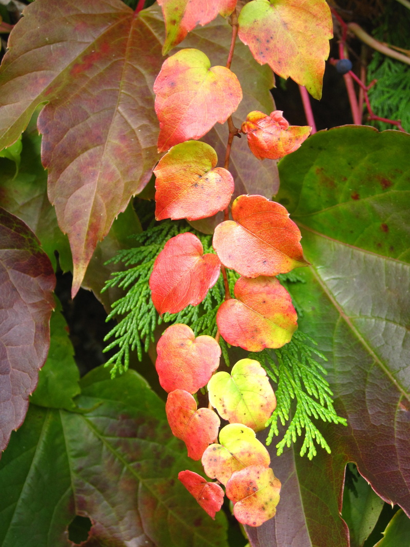 fragility, 2K, living tree and vine leaves, fall leaves, flower, Wine, vine, garden in autumn, tree, no people, plant, typical autumn, freshness, reddish-yellow autumn leaves