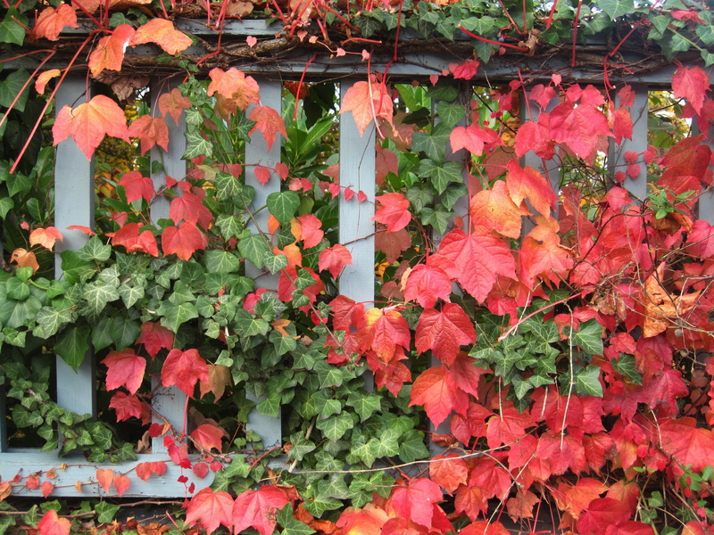 fence, growth, climbing plants, wine partner, leaves, leaf, ivy and wine, freshness, discolored, ivy, wild vine leaves, fall color, change, no people, coloring