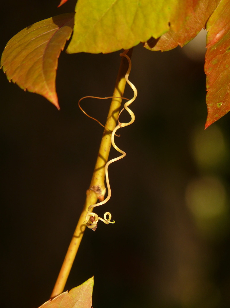 Vine, plant, leaf, selective focus, fragility, change, 2K, growth, whip vine, day, close-up, vulnerability, yellow, wine partner, Wine, Ranke, freshness