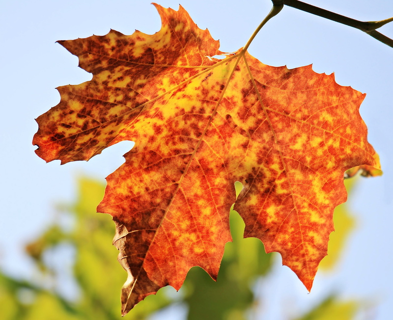fall color, fragility, nature, fall foliage, maple, mood, colorful, background image, orange color, leaf vein, day, autumn, 4K, autumn leaf, outdoors