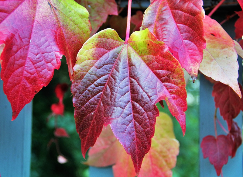 wine partner, fall color, autumn, leaf, vulnerability, fall leaves, garden, flower, photo, fall foliage, flora, botany, 4K, fragility, autumn colours
