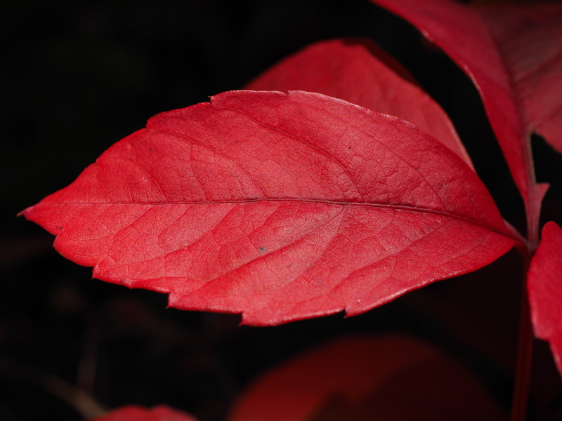 coloring, selective focus, wine partner, plant, no people, photo, closeup, focus on foreground, plant part, fall foliage, 4K, red, natural condition, pink color